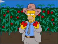 Ver el capítulo Homero granjero, Temporada 11 de Los Simpson ON LINE